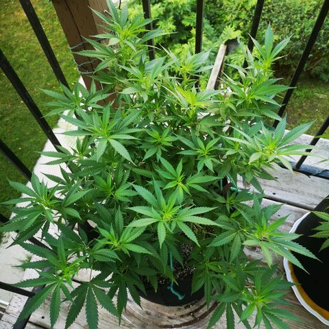 Cheese clone growlog timeline photo