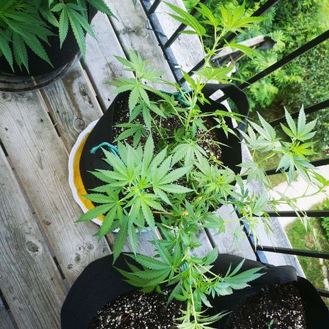 Jess' Memberberry  growlog timeline photo