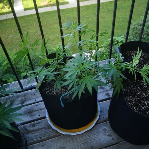 Jess' Memberberry  growlog timeline photo