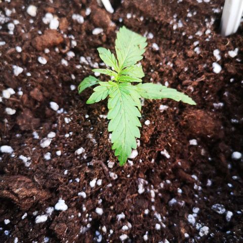 Amnesia lemon auto growlog timeline photo