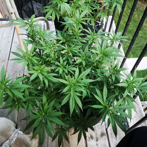 Cheese clone growlog timeline photo