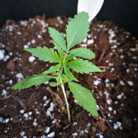 Citradelic sunset auto growlog timeline photo