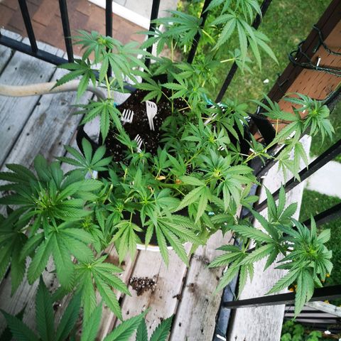 Jess' Memberberry  growlog timeline photo