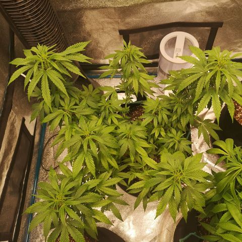 Jess' Memberberry  growlog timeline photo
