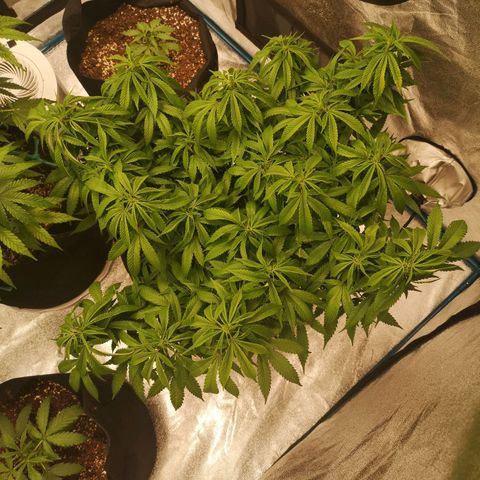 Cheese clone growlog timeline photo