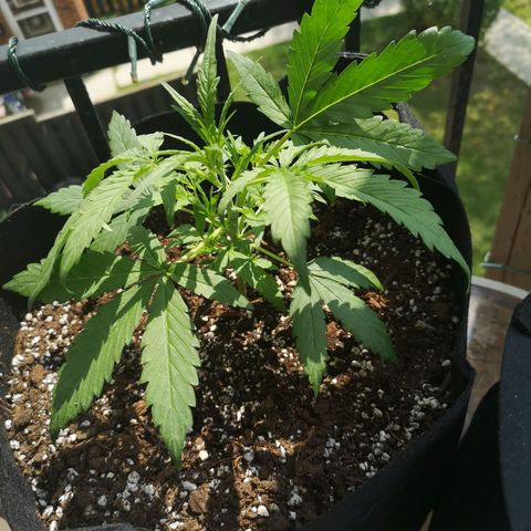 Citradelic sunset auto growlog timeline photo