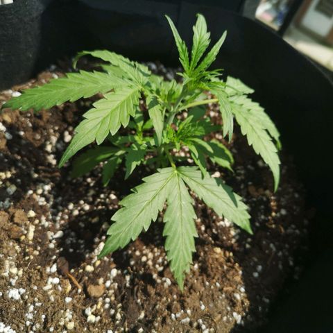 Amnesia lemon auto growlog timeline photo