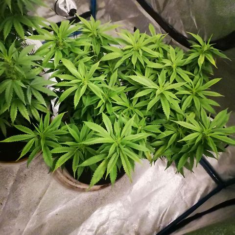 Cheese clone growlog timeline photo