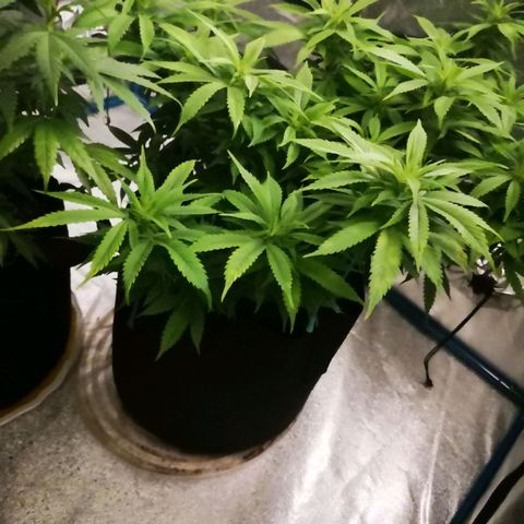 Cheese clone growlog timeline photo