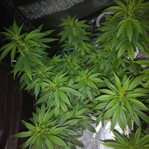 Jess' Memberberry  growlog timeline photo