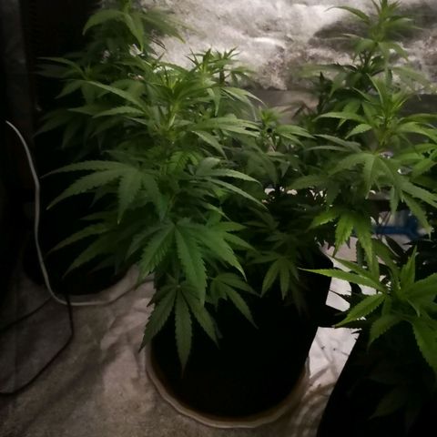Jess' Memberberry  growlog timeline photo