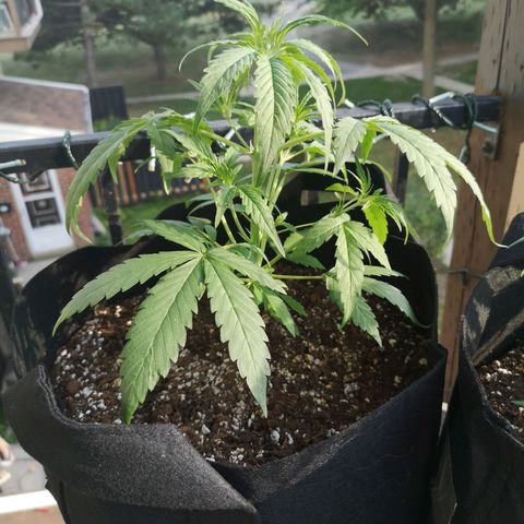 Citradelic sunset auto growlog timeline photo