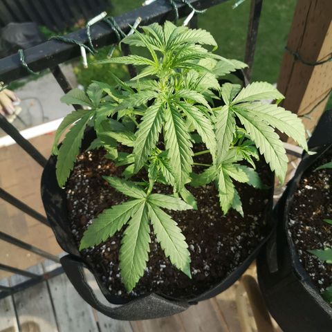 Citradelic sunset auto growlog timeline photo