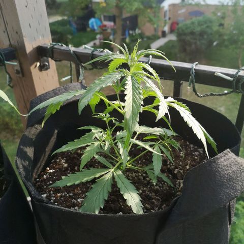 Amnesia lemon auto growlog timeline photo