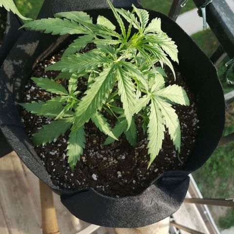 Amnesia lemon auto growlog timeline photo