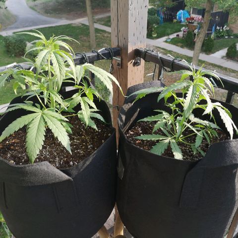 Amnesia lemon auto growlog timeline photo