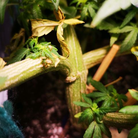 Jess' Memberberry  growlog timeline photo