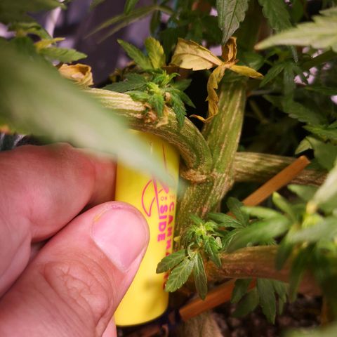 Jess' Memberberry  growlog timeline photo