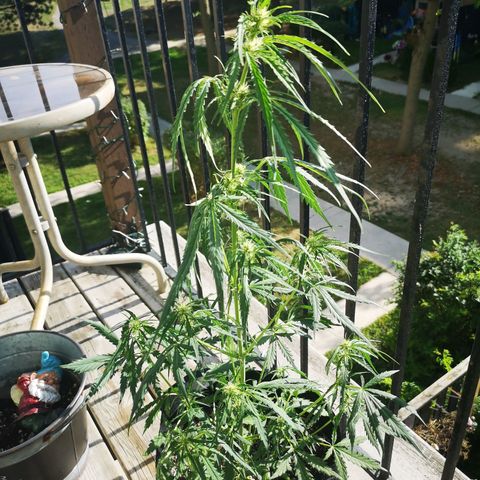 Amnesia lemon auto growlog timeline photo