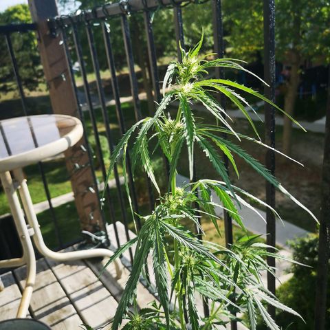 Amnesia lemon auto growlog timeline photo