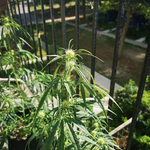 Citradelic sunset auto growlog timeline photo