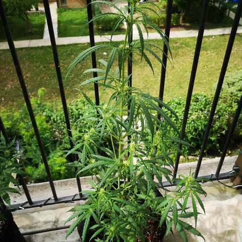 Amnesia lemon auto growlog timeline photo
