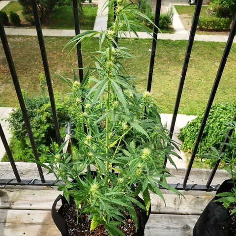 Citradelic sunset auto growlog timeline photo