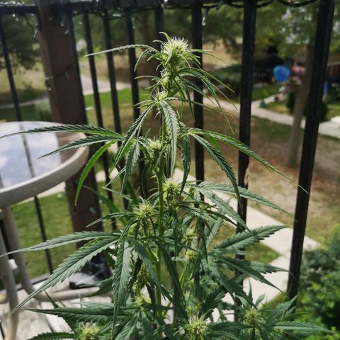 Citradelic sunset auto growlog timeline photo
