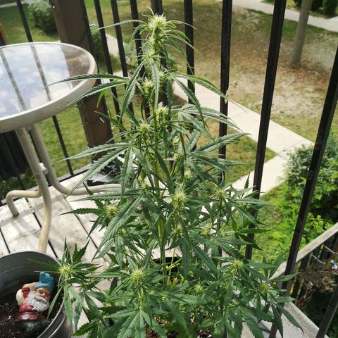 Citradelic sunset auto growlog timeline photo