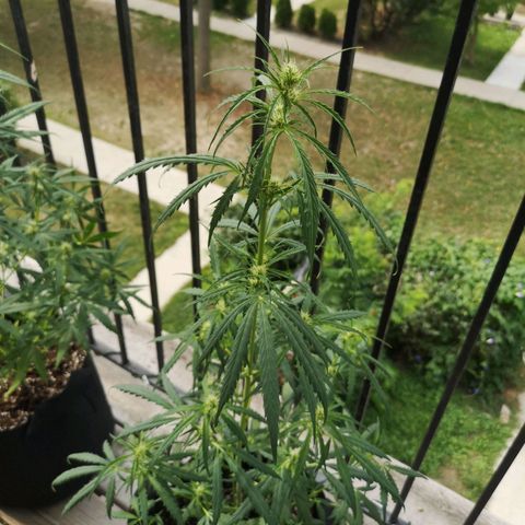 Amnesia lemon auto growlog timeline photo