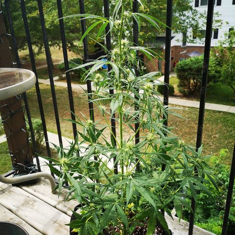 Citradelic sunset auto growlog timeline photo