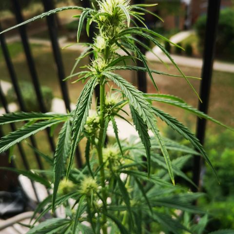 Citradelic sunset auto growlog timeline photo