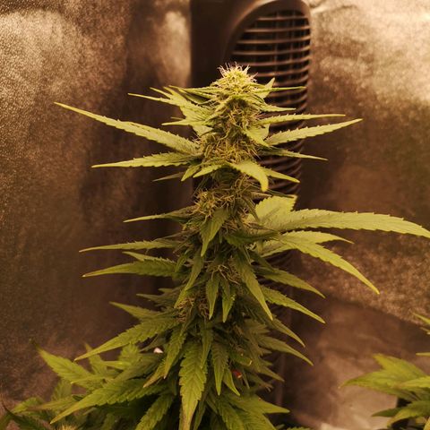 Jess' Memberberry  growlog timeline photo