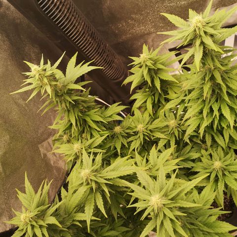 Jess' Memberberry  growlog timeline photo