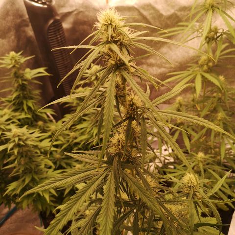 Citradelic sunset auto growlog timeline photo