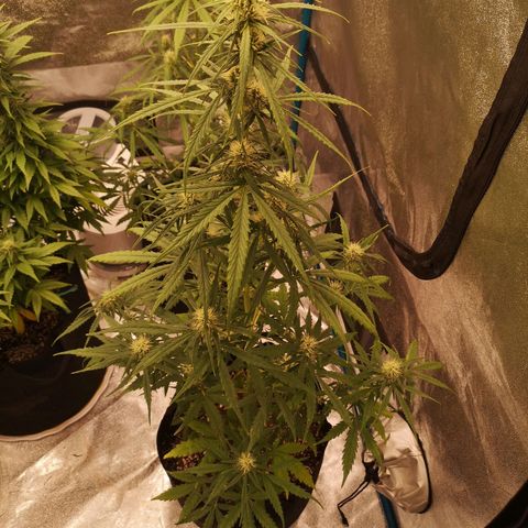 Citradelic sunset auto growlog timeline photo