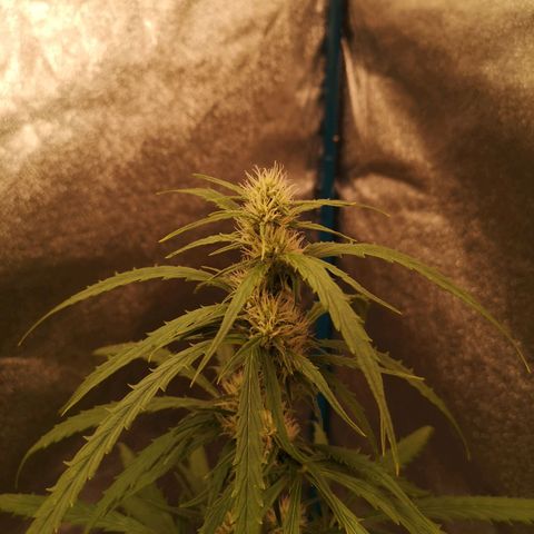 Amnesia lemon auto growlog timeline photo