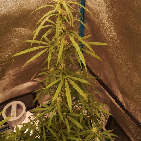 Amnesia lemon auto growlog timeline photo