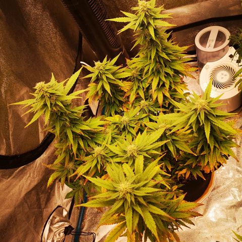 Jess' Memberberry  growlog timeline photo