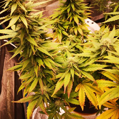 Jess' Memberberry  growlog timeline photo