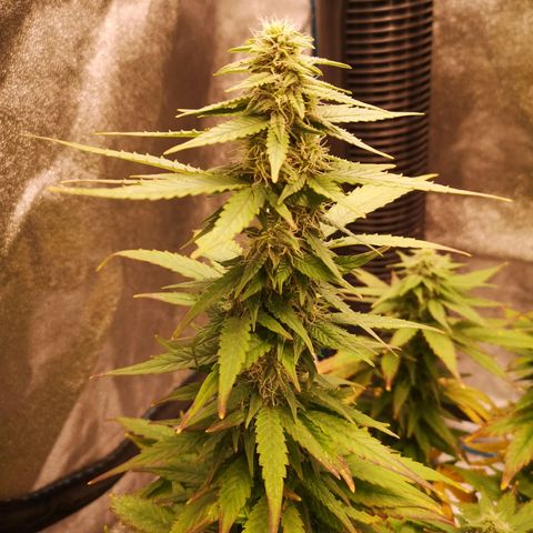 Jess' Memberberry  growlog timeline photo
