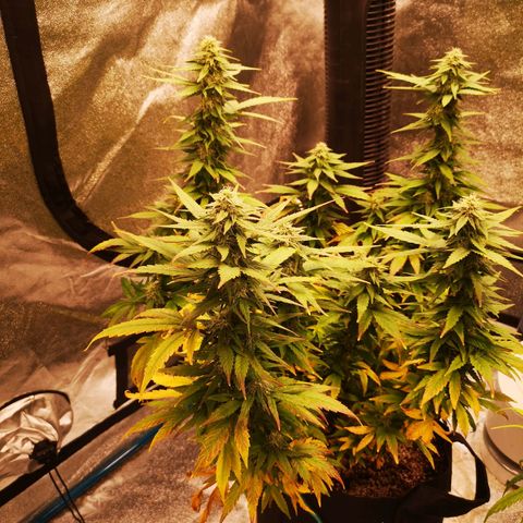Jess' Memberberry  growlog timeline photo