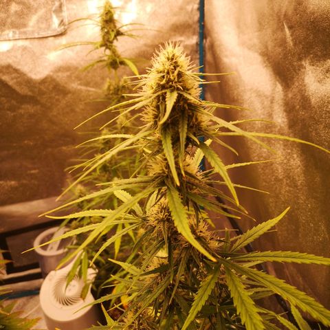 Citradelic sunset auto growlog timeline photo
