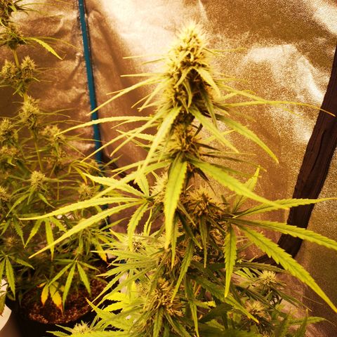 Citradelic sunset auto growlog timeline photo