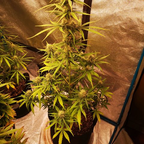 Citradelic sunset auto growlog timeline photo