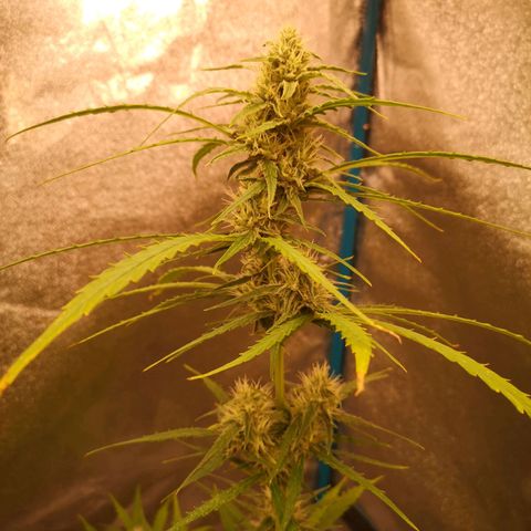 Amnesia lemon auto growlog timeline photo