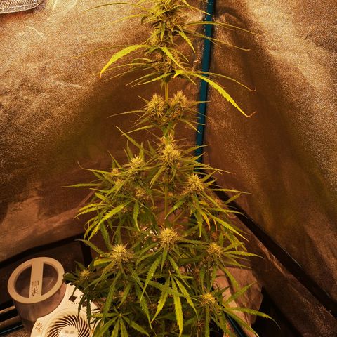 Amnesia lemon auto growlog timeline photo