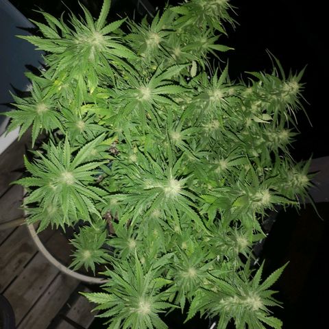 Cheese clone growlog timeline photo