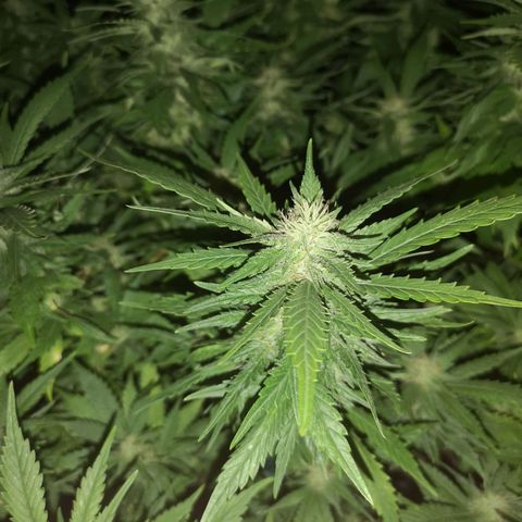Cheese clone growlog timeline photo