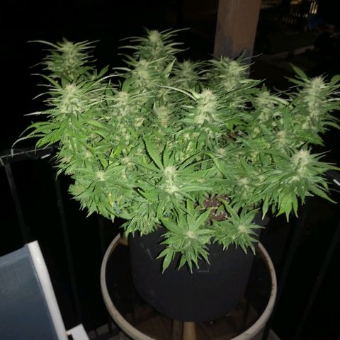 Cheese clone growlog timeline photo